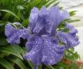 AARONS ROD (Sutton 98) Tall Bearded Iris, 36  40, blooms Early in 