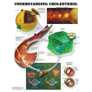  Understanding Cholesterol Chart: Industrial & Scientific