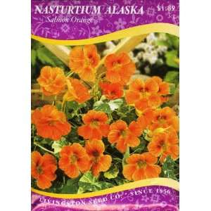  Nasturtium   Alaska Salmon Orange (Annual) Patio, Lawn 
