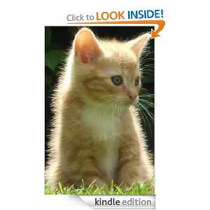 Kittens Love and Care Manual Felix Walker  Kindle Store