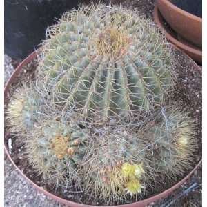   glaucescens Clumping Blue Barrel Cactus Patio, Lawn & Garden