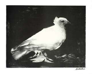 PICASSO Pablo~Die Taube, 1949~Lithographie~62x76cm  