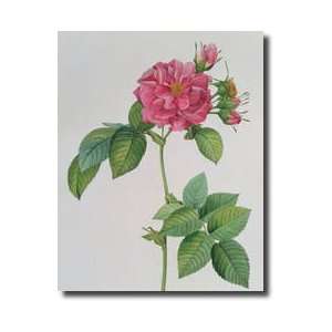   Rosa Turbinata From les Roses Vol 1 1817 Giclee Print: Home & Kitchen