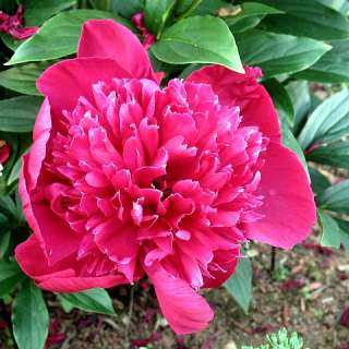 Dr. Alexander Fleming Peony   Deep Salmon, Fully Double   Potted 