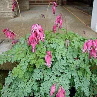   King Of Hearts Fern Leaf Bleeding Heart Plant D486CL at The Home Depot