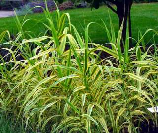Golden Chain Giant Reed Ornamental Grass 2 Plants  