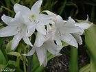 Crinum Lily Mrs James Hendry small size RARE  