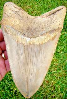 OVER 6 & 1/16 in. SUMMERVILLE Megalodon Shark Tooth   NO RESERVE 