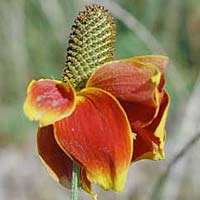 VIBRANT COLOR MEXICAN HAT 1000 SEEDS BUY 1 GET 1 FREE  