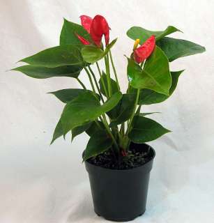 Valentines Day Red Anthurium Plant   Easy to Grow   4 Pot  