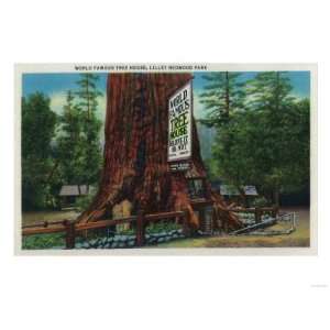 World Famous Tree House, Lilley Redwood Park   Redwoods, CA Premium 