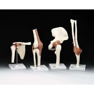   Economy Functional Bone Joint Model Set of 4