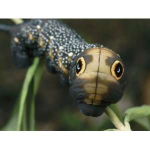  Sphinx Moth Caterpillar Inflating its Thorax as a Defense 