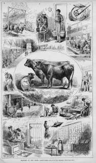 DAIRY FARMS, COWS, DAIRY PRODUCTS, NEW JERSEY CATTLE  
