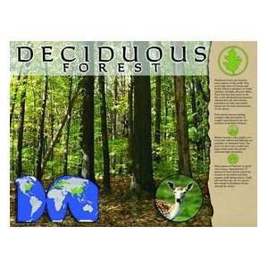 Deciduous Forest Poster
