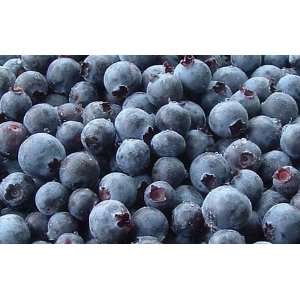  Blueberries Dehydrated Dried Survival Food   #10 Can 