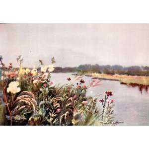 1906 Print Frank Southgate Bure Bank River Marsh Wetlands Wild Flower 