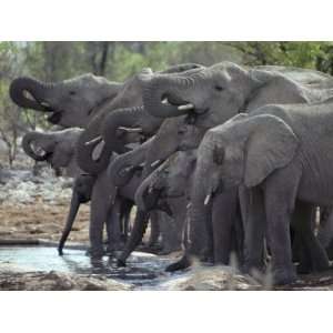  African Elephant Herd Crowds Together and Drinks at a 