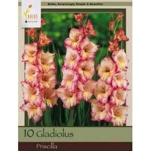   Farms Gladiolus Priscilla Pack of 10 Bulbs Patio, Lawn & Garden