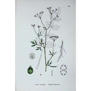 Botany Plants C1902 Hedge Stonewort Sison Amomum