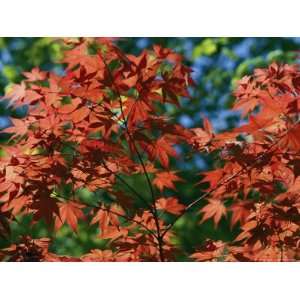  Japanese Maple Trees National Geographic Collection 