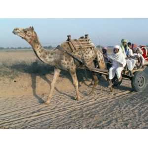 Riding in a Camel Cart, Jodhpur, Rajasthan State, India Photographic 