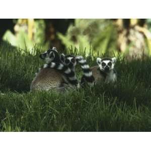  Ring Tailed Lemurs in the Forest (Lemur Catta 