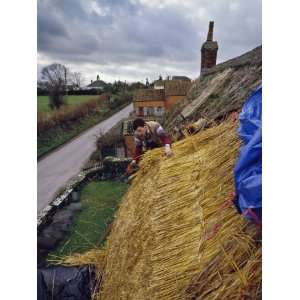  Thatching a Cottage at Stoke St. Gregory, Somerset 