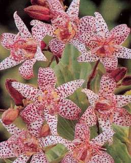 Perennial   Tricyrtis Toad Lily Hirta Seeds  
