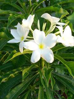   of Plumeria caracasana which I dont have a close up picture of