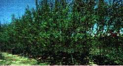   Growing Hybrid Willow Tree for Home Garden Shade & Screens,Now  