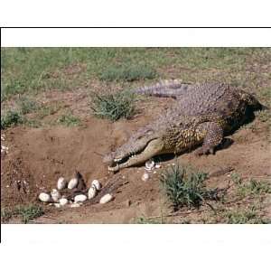  Nile crocodile at nest with eggs and young Photographic 