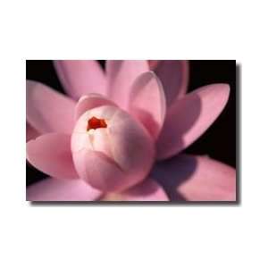  Pink Fragrant Water Lily Giclee Print
