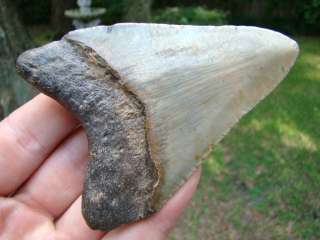 MEGALODON shark tooth teeth fossil SYMMETRICAL   
